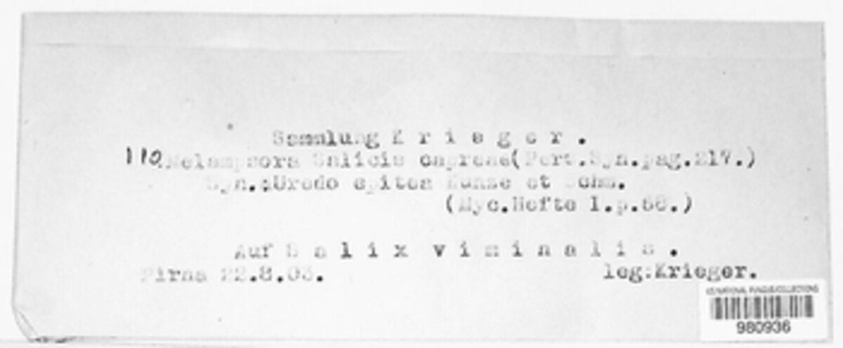 Melampsora caprearum image
